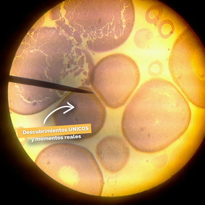 Microscopio | MicroExplorer 4K