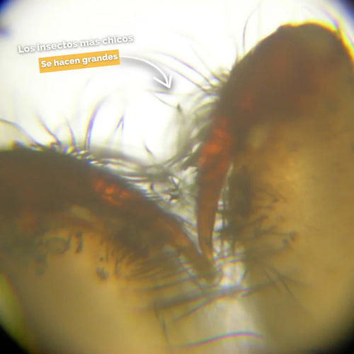 Microscopio | MicroExplorer 4K